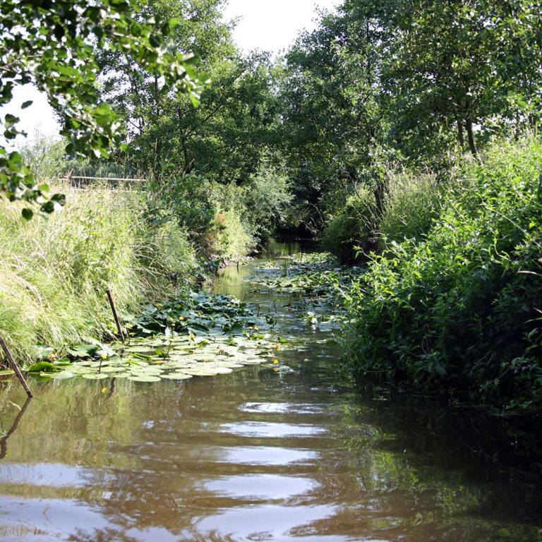 Vielen Erlen und Weiden an der Aue