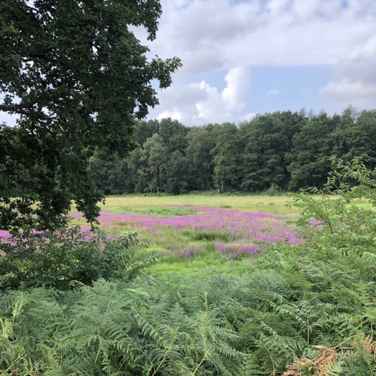 Auewiese und Wald