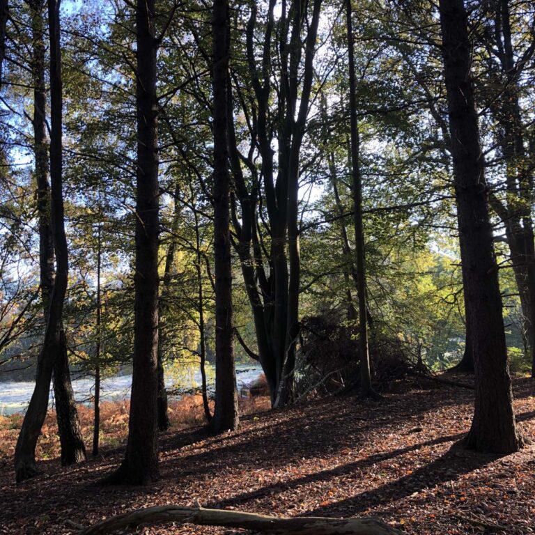 Buchen in unserem Wald