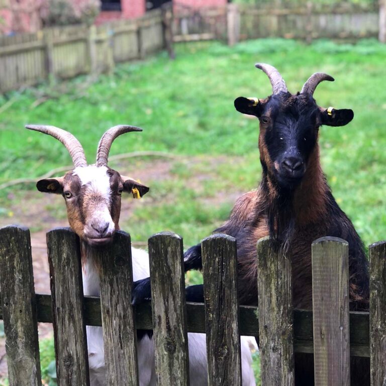 Die beiden Ziegen Gretel und Heidi