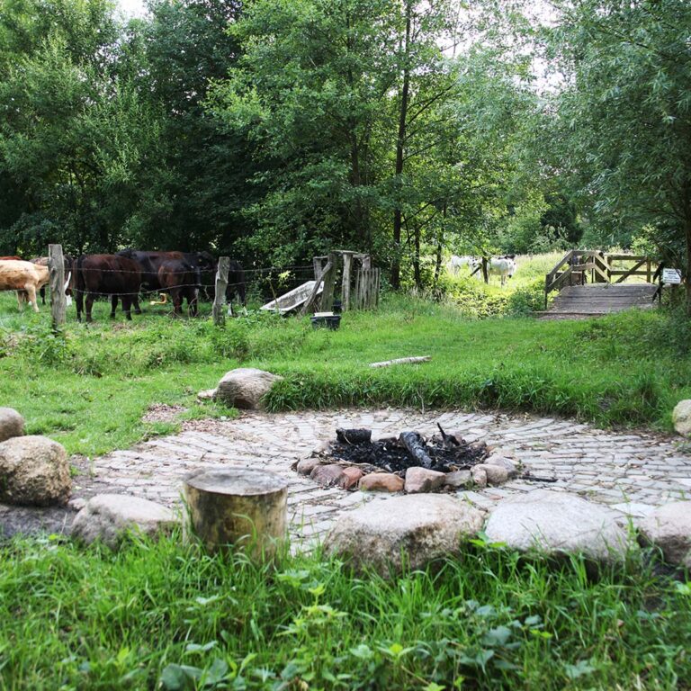 Die Feuerstelle in der Waldlichtung
