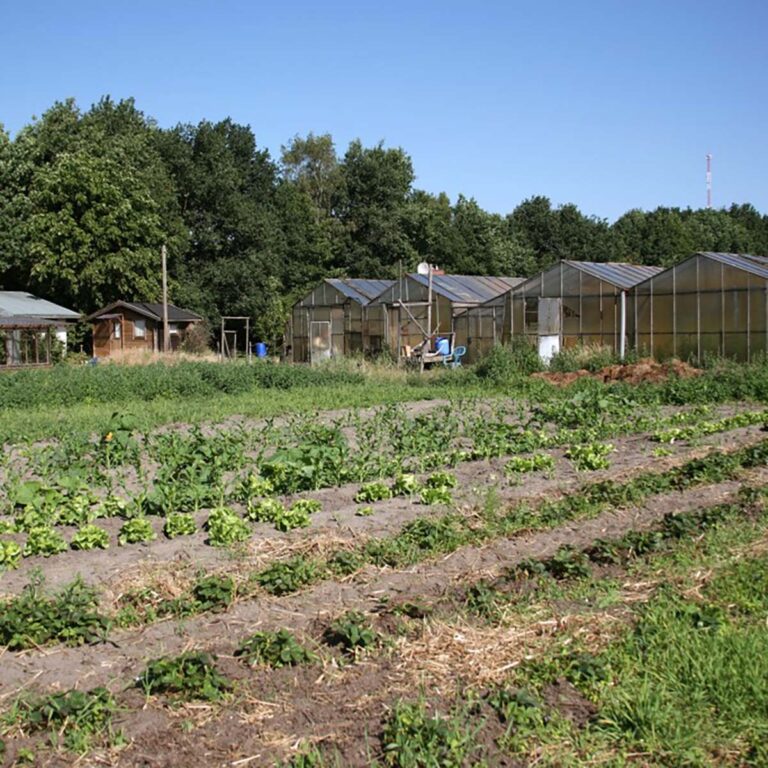 Gemüsegarten mit Gewächshäusern