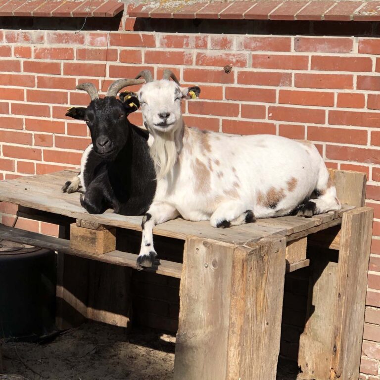 Johanna und Charlotte genießen die Sonne