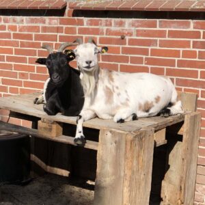 Johanna und Charlotte