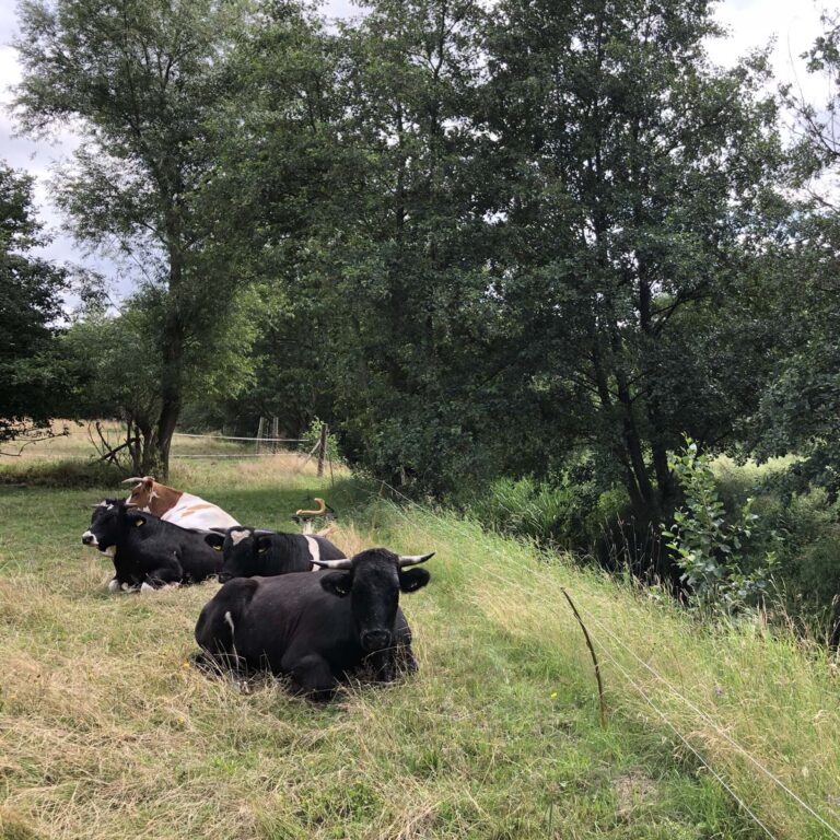 Kühe an der Aue