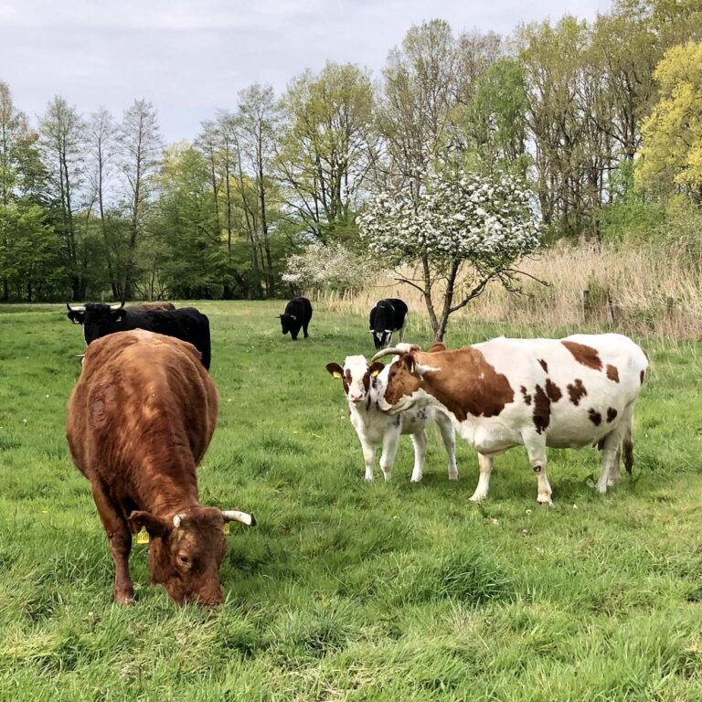 Kühe auf der Weide