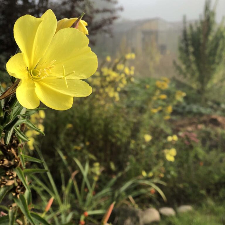 Nachtkerze im Morgennebel