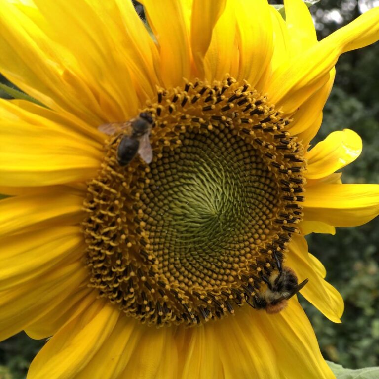Sonnenblume als Insektenweide