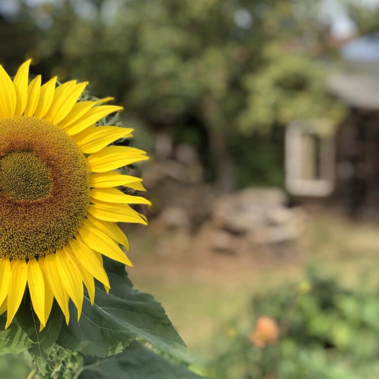 Sonnenblume im Gemüsegarten